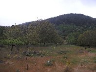 otta Intraleo-20100515 005